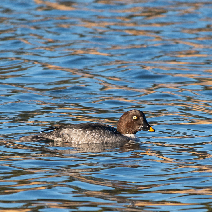 Common goldeneye - female